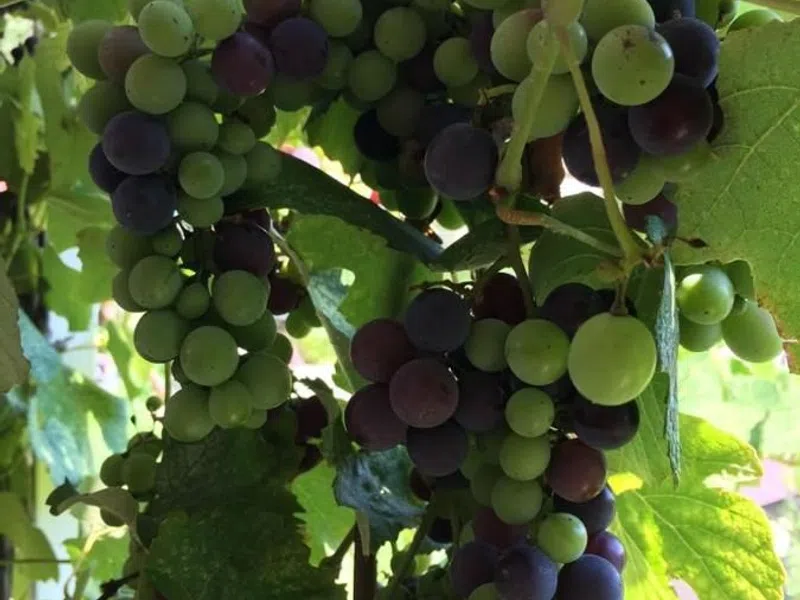 Green Guest house — фото 18